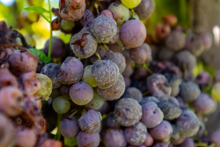 Grozdovi zahvaćeni plemenitom plijesni botritisom u vinogradu