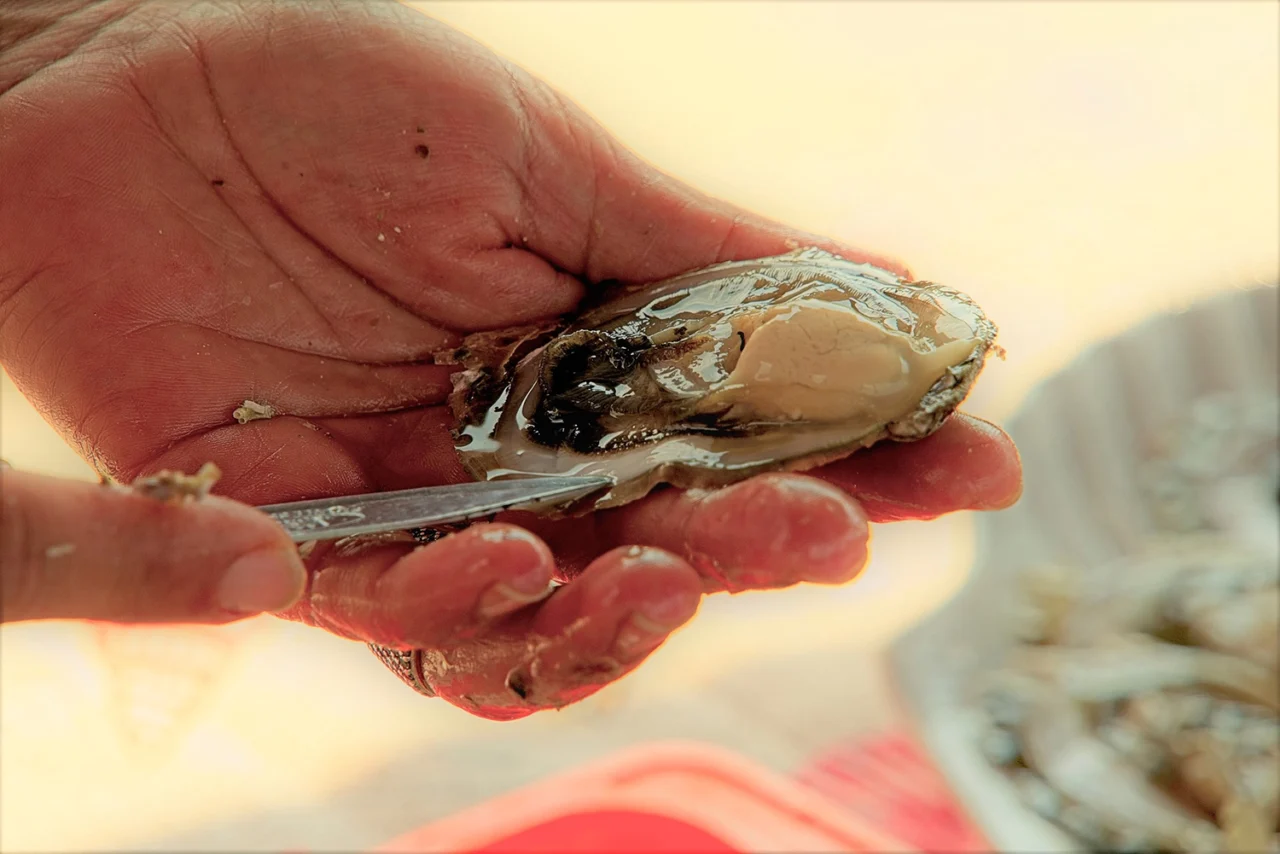 Dan malostonske kamenice